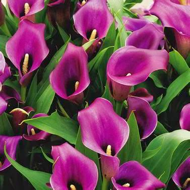 Calla Lily Care Tips