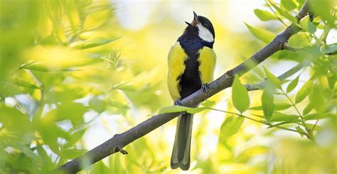 Birdsong identification for beginners: 20 common songs and calls | Natural History Museum