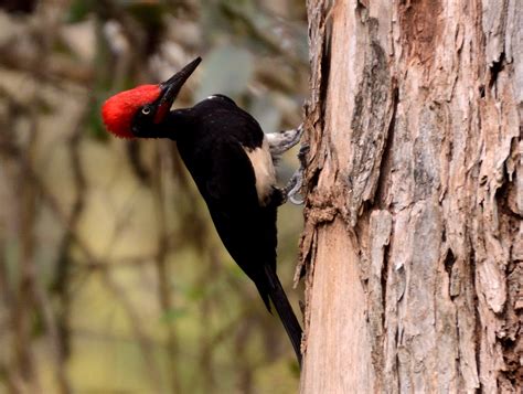 At Tholpetty Wildlife Sanctuary Wayanad, Kerala for a wildlife safari