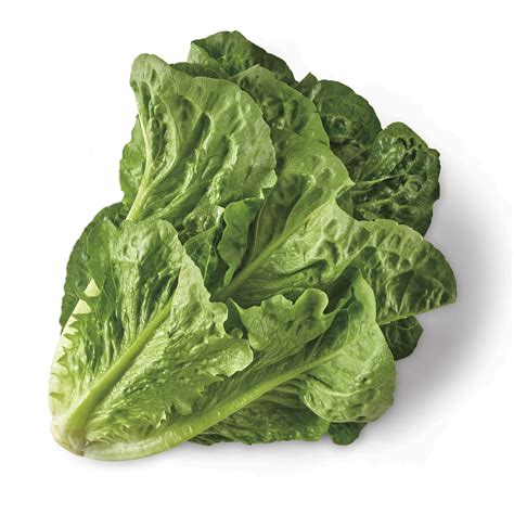 Fresh Romaine Lettuce - Shop Lettuce & leafy greens at H-E-B