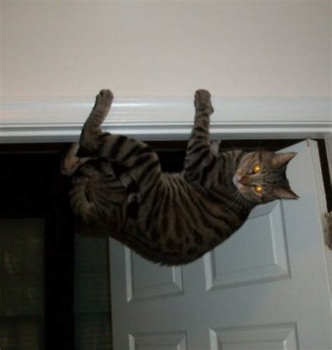 21 Cats Who Love Being Upside Down