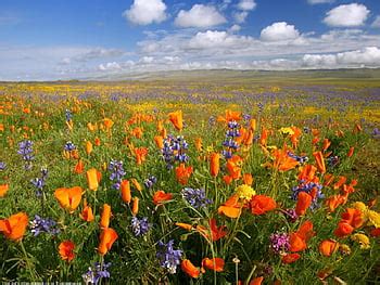 IPhone Xs, iPhone Xs Max, iPhone XR larkspur field, flowers, plant ...