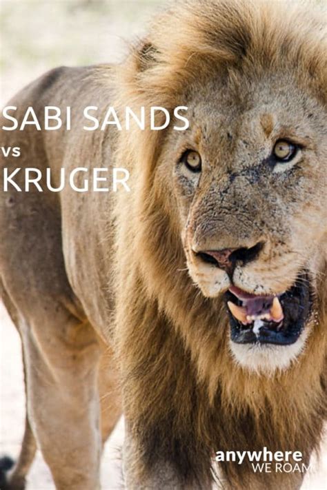 Sabi Sands Vs Kruger - Which Is Better? | Anywhere We Roam