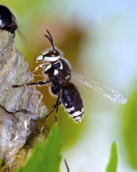 Hornet Nest Removal Tips and Information - Insight Pest Solutions