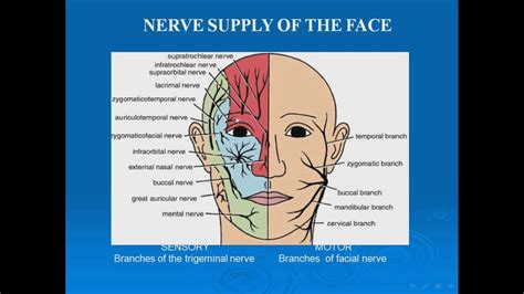 Motor Nerve Supply Of Face - Wallpaperall