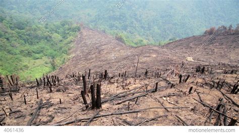 Deforestation, After Forest Fire, Natural Disaster Stock video footage ...