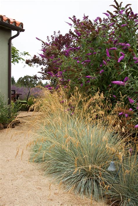 Blue Oat Grass | Blue oat grass, Pollinator garden design, Garden design