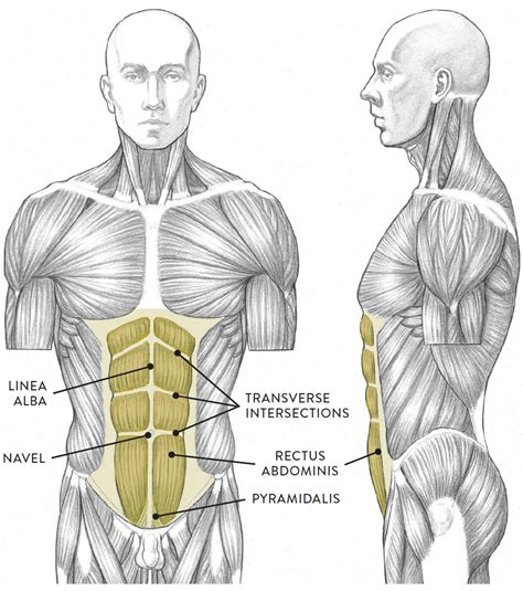 Female Torso Anatomy Reference