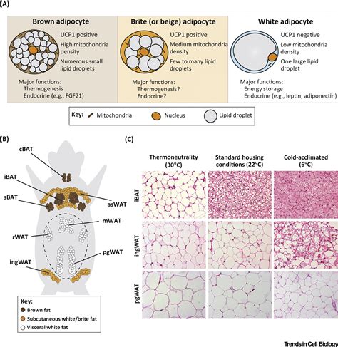 Adipose Tissue With Adipocytes