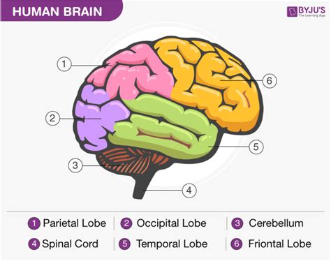 Describe the structure and function of the cerebrum.