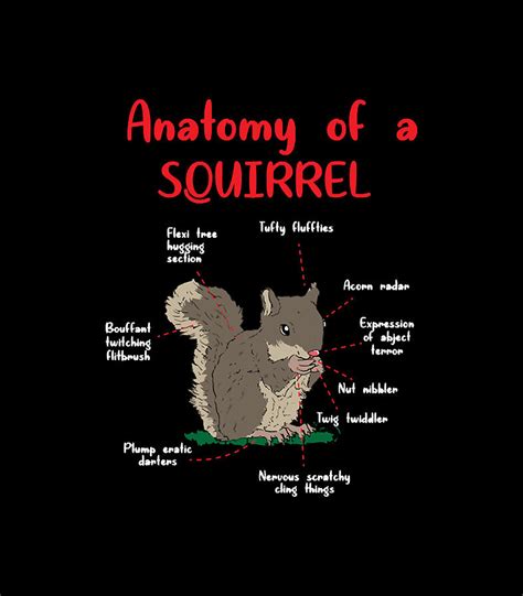 Anatomy Of A Squirrel Digital Art by Anatomy Of A Squirrel