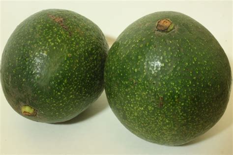 Reed Avocado | Epicenter Nursery & Fruit