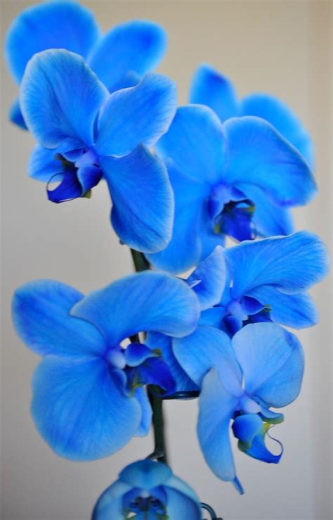 eletragesi: Blue Orchids Images