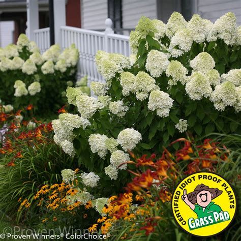 Best Hydrangeas for Shade and Sun - Grass Pad