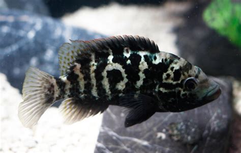 Cuban Cichlid: Care, Size, Appearance, Tank Mates & More