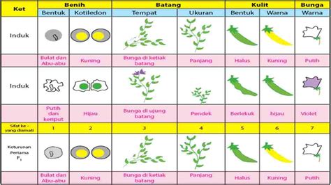 Contoh Persilangan Monohibrid dalam Kasus Dominan dan Intermediet