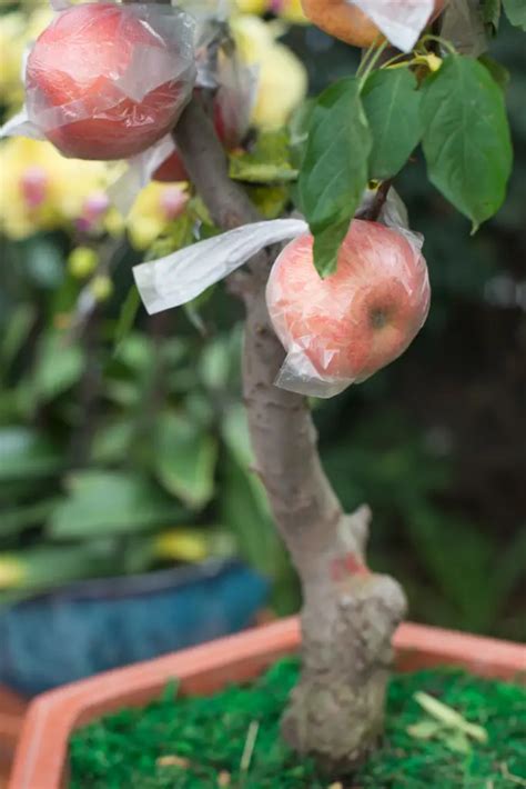 Growing Apples Indoors: A Comprehensive Guide to a Bountiful Harvest - Indoor Home Garden