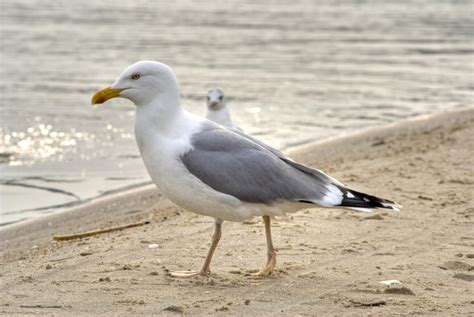 26 Birds in Maine - An Informative and Fun Local Wildlife Guide!