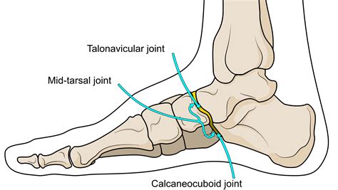 Why The Talonavicular Joint Really Matters! - Insoles and Orthotics ...