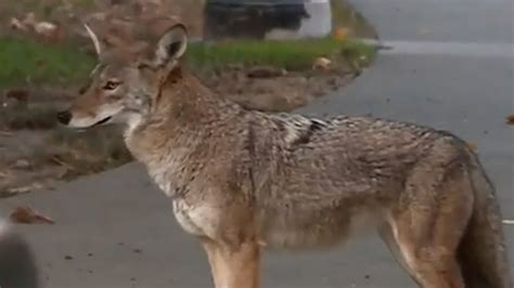 Coyote mating season begins: Fido beware - WNKY News 40 Television