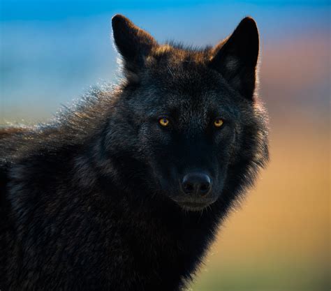 Yellowstone Wolves... - Wildlife Photography Coaching by Tin Man Lee