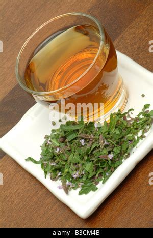 medicinal tea made of Vervain holy herb Verbena officinalis Verbena ...