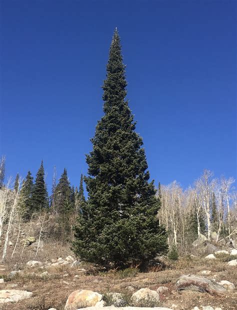 ~Conifers that are evergreens