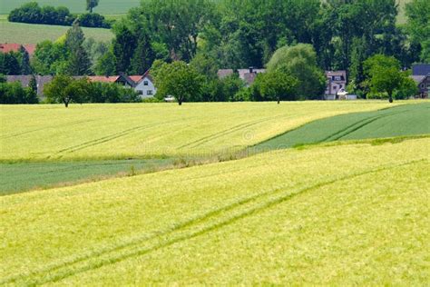 View on the Agricultural Fields with Grain in Germany Stock Photo ...