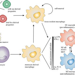 (PDF) Macrophages in periodontitis: A dynamic shift between tissue destruction and repair