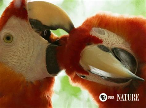 Jungle Animal Hospital | 'Jungle Animal Hospital' Animated GIFs | Nature | PBS