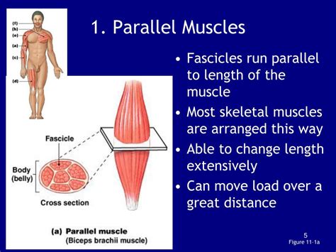 PPT - Chapter 11: The Muscular System PowerPoint Presentation, free download - ID:586740