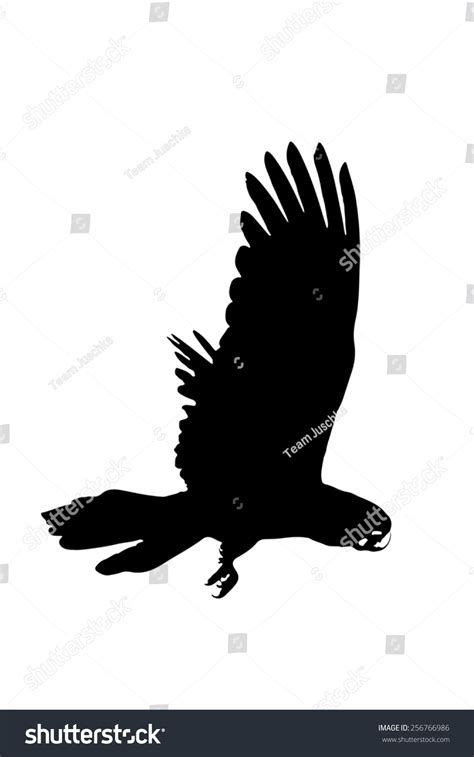 Silhouette Banks Black Cockatoo Redtailed Cockatoo Stock Illustration ...