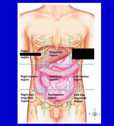 hypochondriac region | Hypochondriacs, Anatomy and physiology, Physiology