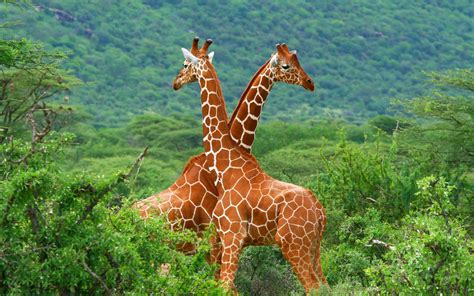 Reticulated Giraffe (Giraffa reticulata)