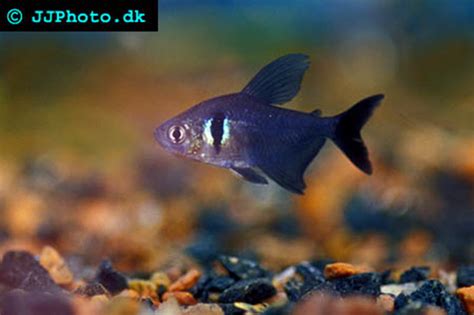 black phantom tetra | Aquatic Community