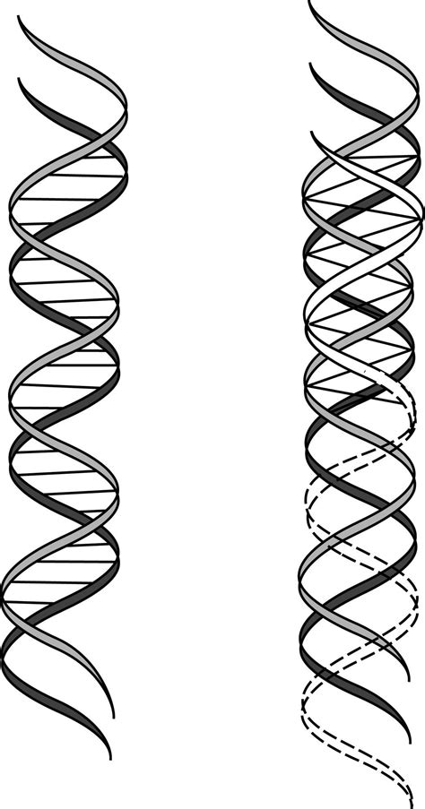 Dna Double Helix Drawing at PaintingValley.com | Explore collection of Dna Double Helix Drawing