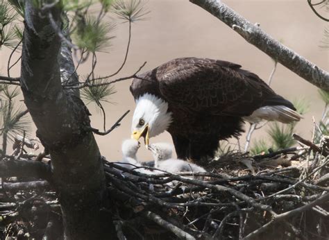 Cape Breton Helped Revive Struggling U.S. Bald Eagle Population | goCapeBreton.com