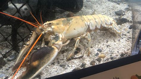 Ultra-rare albino lobster goes on display after being caught off England's coast | Fox News