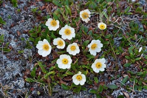 Adaptations of Tundra Plants: Thriving in the Arctic - Nature Roamer