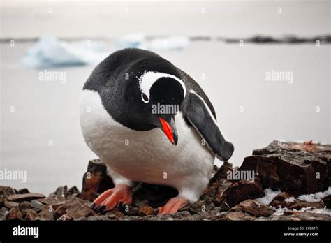 black and white penguin Stock Photo - Alamy