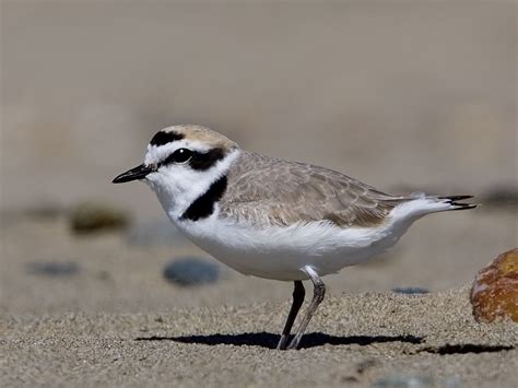 Western Snowy Plover (adult male, Morro Strand Beach, Morro Bay, CA -- April 8, 2006