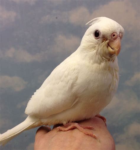 An angel in white. Albino #cockatiel baby | Animals and pets, Cockatiel, Animals