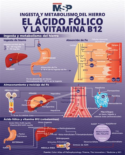 Ingesta del metabolismo, hierra, vitamina B12 y ácido fólico - Infografía