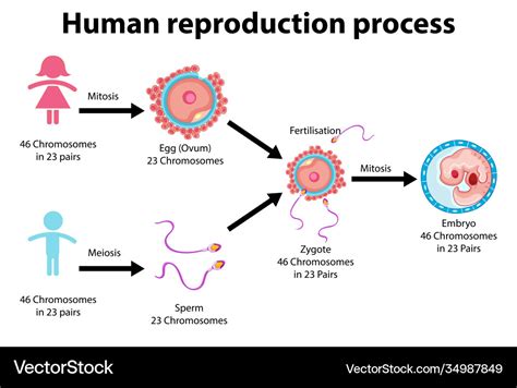 Reproduction process human infographic Royalty Free Vector