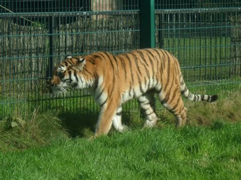 Tiger - Blackpool Zoo | Zoo, Blackpool, Animals
