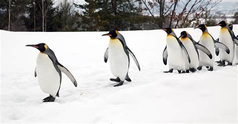 Take it slow on the ice and walk like a penguin | OSF HealthCare