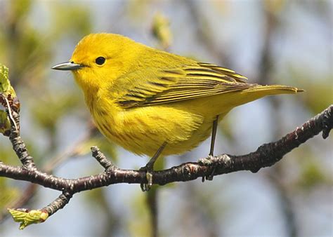 Birding with Lisa de Leon: Yellow Warbler - Young and Old