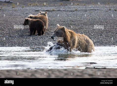 Coastal brown bear fishing for her cubs, Katmai, Alaska Stock Photo - Alamy