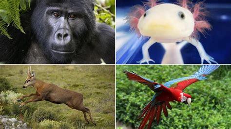 Animales en peligro de extinción: las 20 especies más emblemáticas que integran la lista roja ...