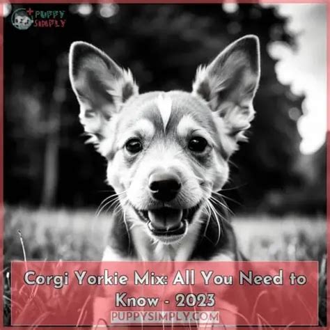 Corgi Yorkie Mix: All You Need to Know - 2023